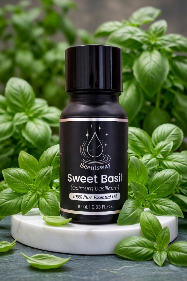 Pure Sweet Basil Essential Oil 10mL